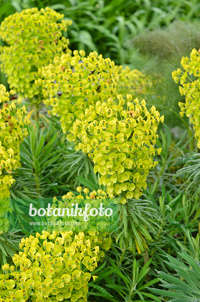 533410 - Large Mediterranean spurge (Euphorbia characias subsp. wulfenii)