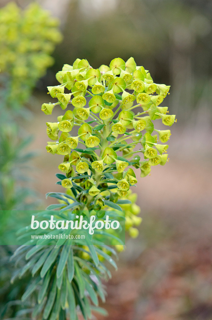 553067 - Large Mediterranean spurge (Euphorbia characias)