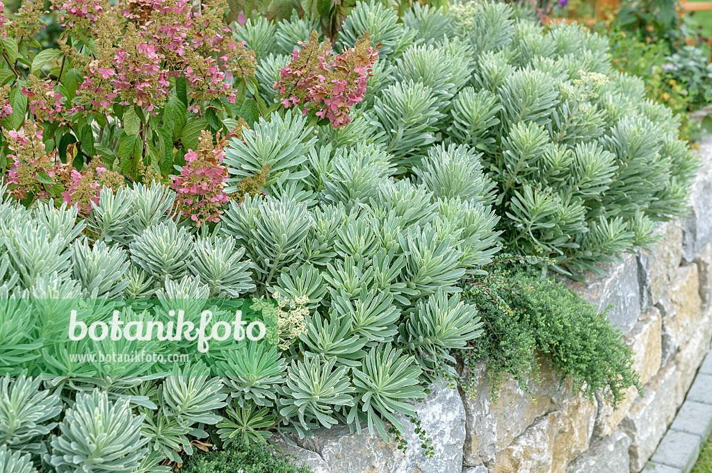 593078 - Large Mediterranean spurge (Euphorbia characias 'Silver Swan')