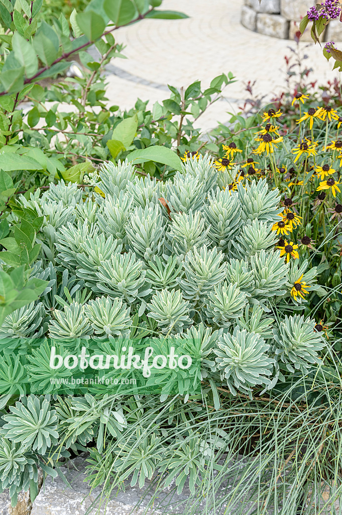 593079 - Large Mediterranean spurge (Euphorbia characias 'Silver Swan')