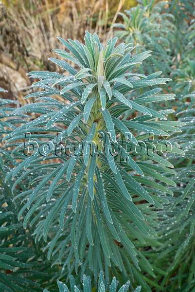 607260 - Large Mediterranean spurge (Euphorbia characias subsp. wulfenii)