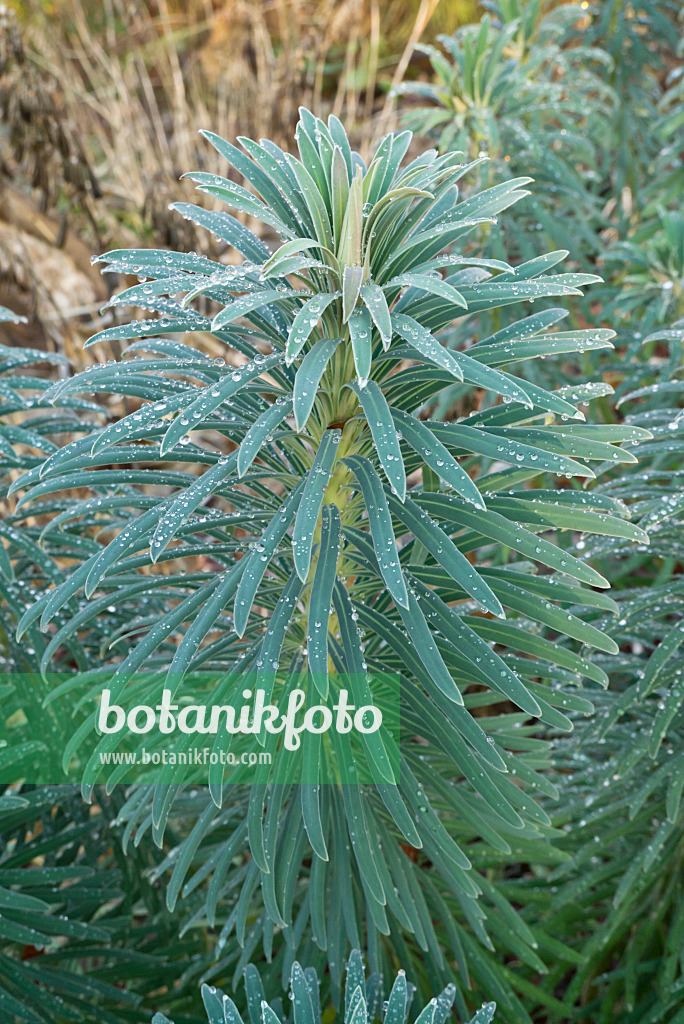 607260 - Large Mediterranean spurge (Euphorbia characias subsp. wulfenii)