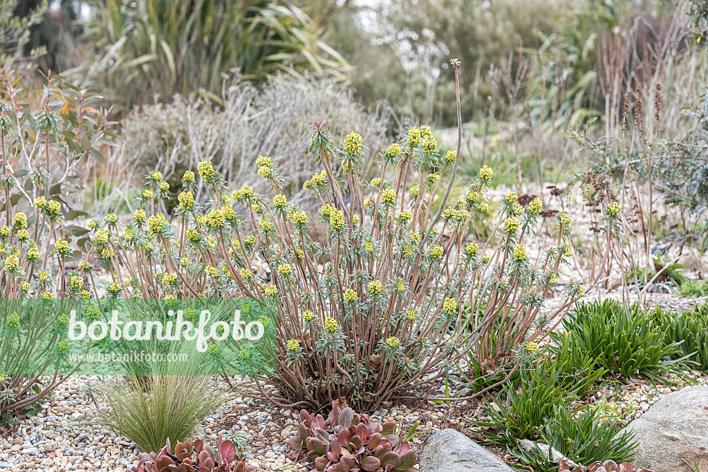 625193 - Large Mediterranean spurge (Euphorbia characias)