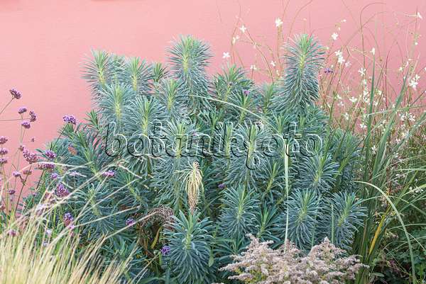 638099 - Large Mediterranean spurge (Euphorbia characias subsp. wulfenii)
