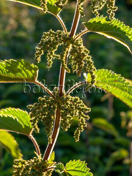 426324 - Large stinging nettle (Urtica dioica)