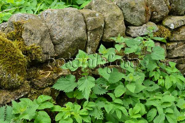 533500 - Large stinging nettle (Urtica dioica) at a mossy stone wall
