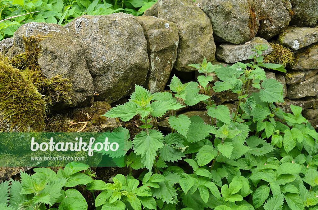 533500 - Large stinging nettle (Urtica dioica) at a mossy stone wall