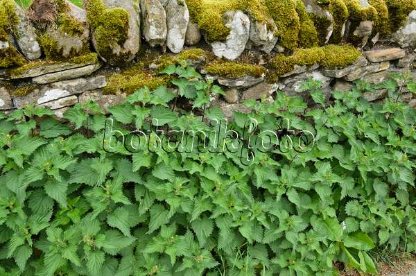 533501 - Large stinging nettle (Urtica dioica) at a mossy stone wall