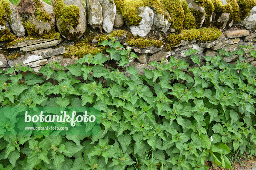 533501 - Large stinging nettle (Urtica dioica) at a mossy stone wall