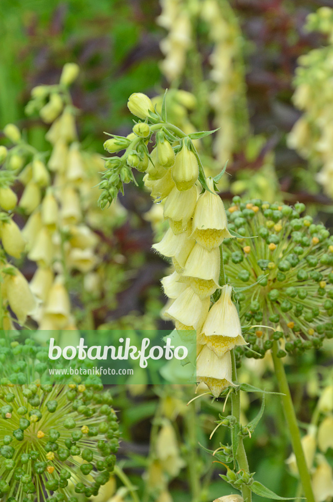 497084 - Large yellow foxglove (Digitalis grandiflora)