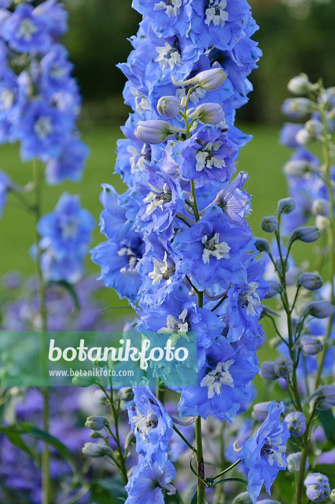 488040 - Larkspur (Delphinium)