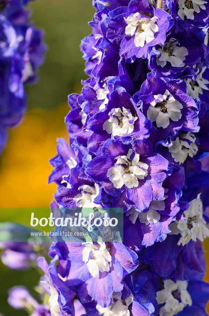 548063 - Larkspur (Delphinium)