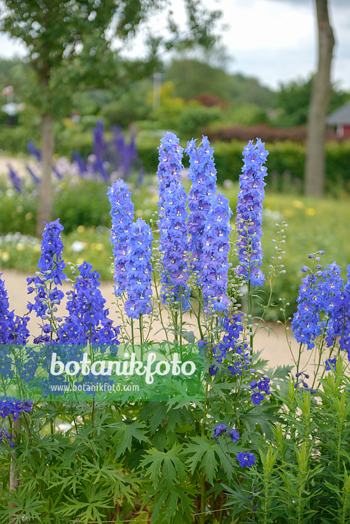 535400 - Larkspur (Delphinium x belladonna 'Atlantis')