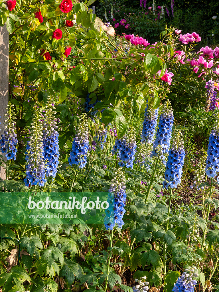 414035 - Larkspur (Delphinium elatum)