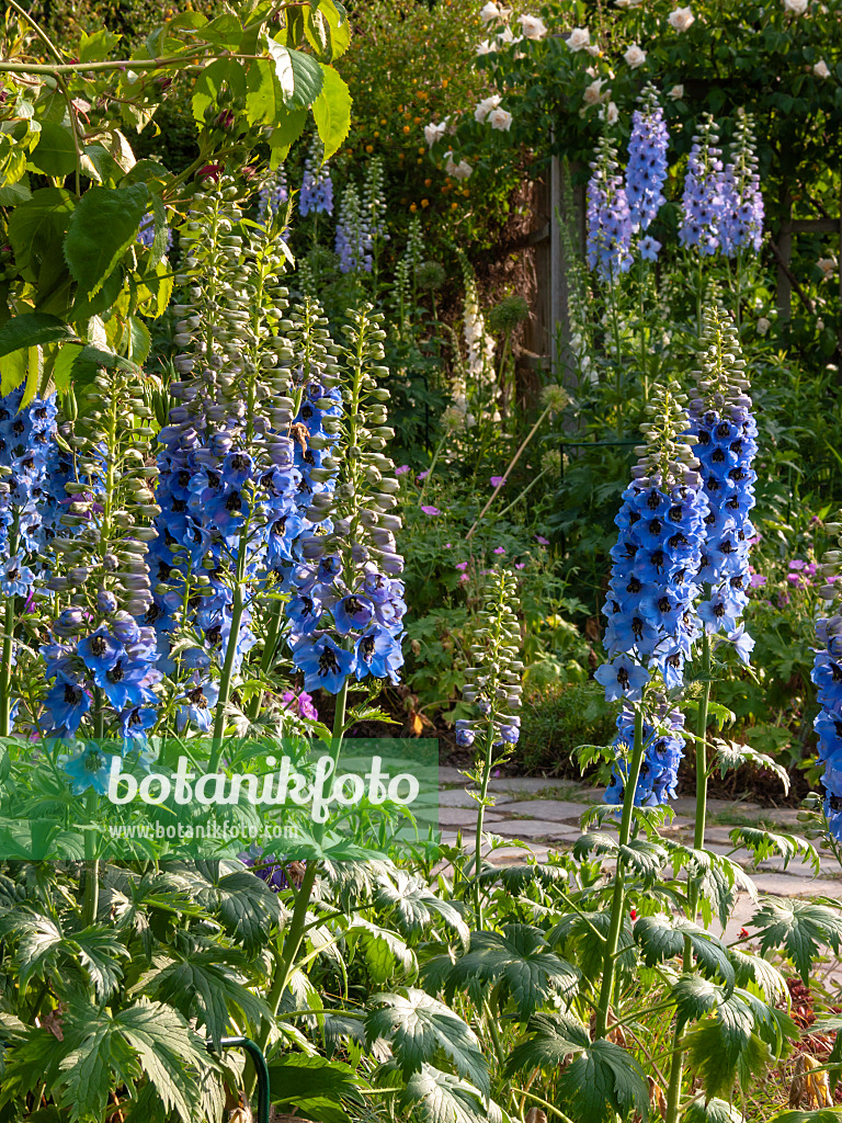 414037 - Larkspur (Delphinium elatum)