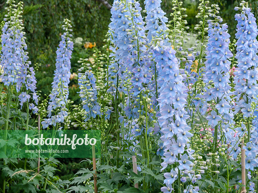 461038 - Larkspur (Delphinium elatum)