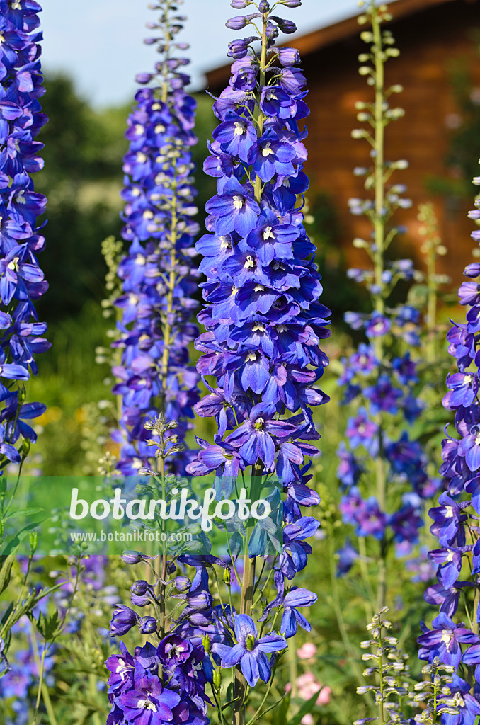 497161 - Larkspur (Delphinium elatum)