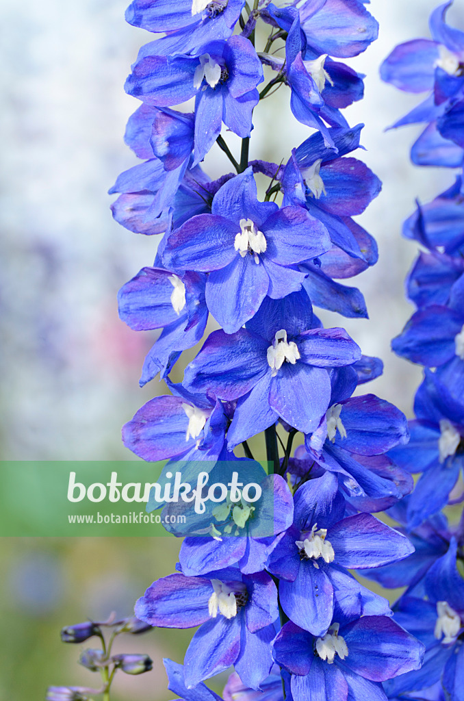 497168 - Larkspur (Delphinium elatum)