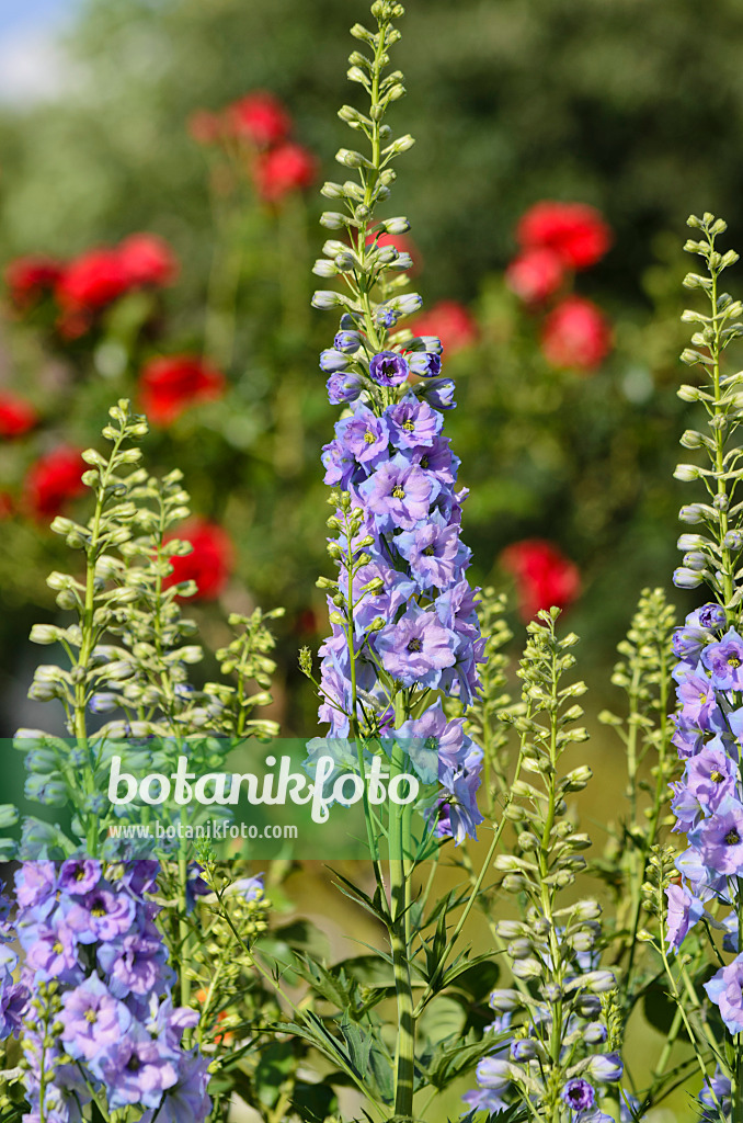 521283 - Larkspur (Delphinium elatum)