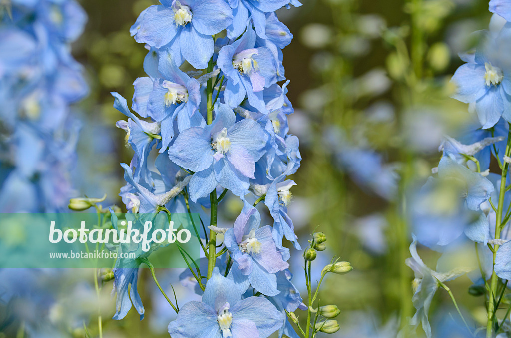 499156 - Larkspur (Delphinium elatum 'Berghimmel')