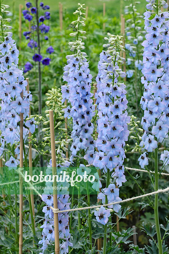 472403 - Larkspur (Delphinium elatum 'Frühschein')