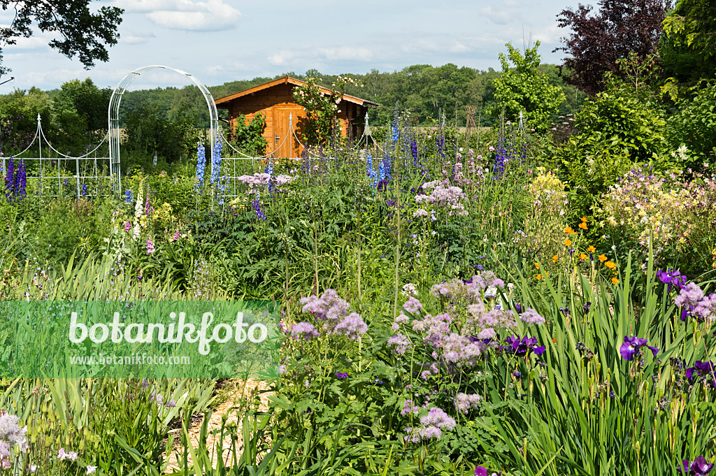 509041 - Larkspur (Delphinium elatum) and meadow rue (Thalictrum)