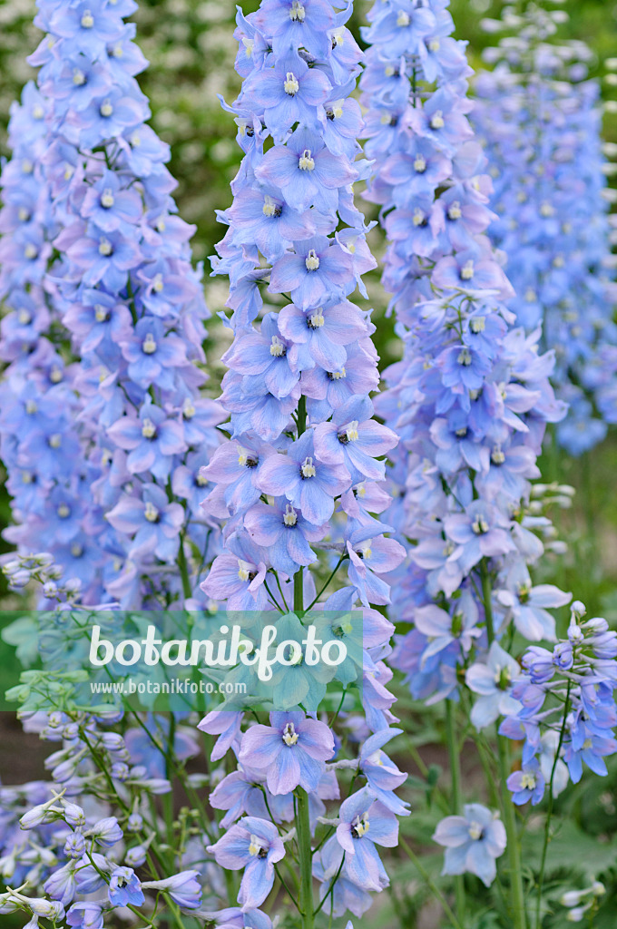 485140 - Larkspur (Delphinium elatum 'Rosenquarz')