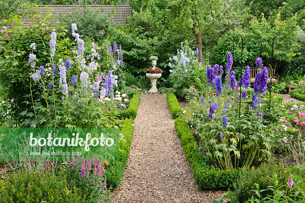 486021 - Larkspur (Delphinium) in a rose garden