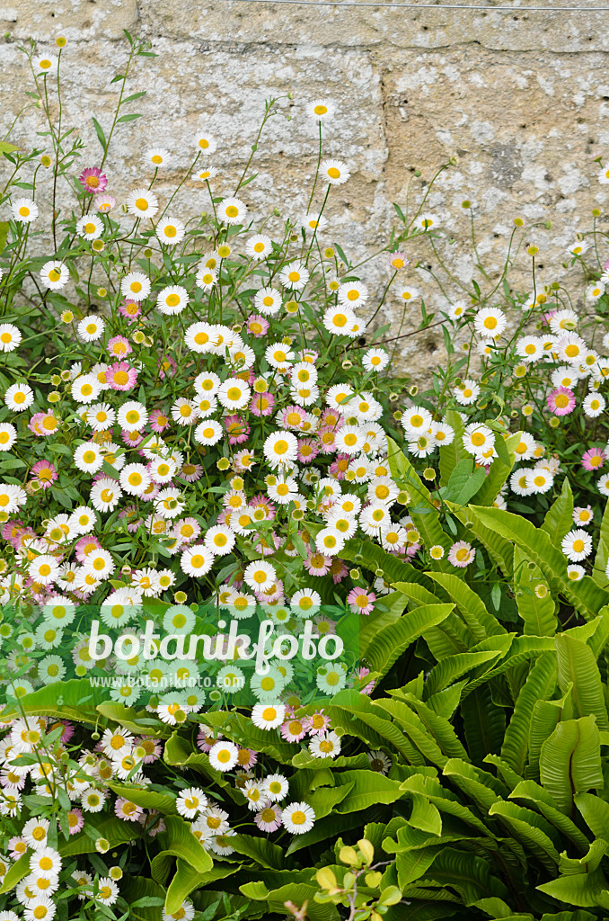 533462 - Latin American fleabane (Erigeron karvinskianus) and hart's tongue fern (Asplenium scolopendrium syn. Phyllitis scolopendrium)