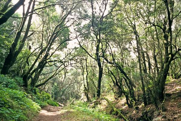 363020 - Laurel forest, Garajonay National Park, La Gomera, Spain
