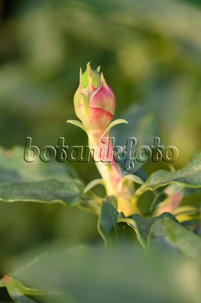 519003 - Laurel-leaved rock rose (Cistus laurifolius)