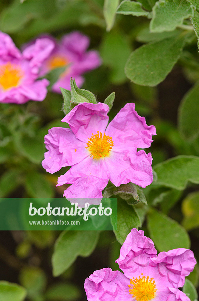 521164 - Laurel-leaved rock rose (Cistus laurifolius)