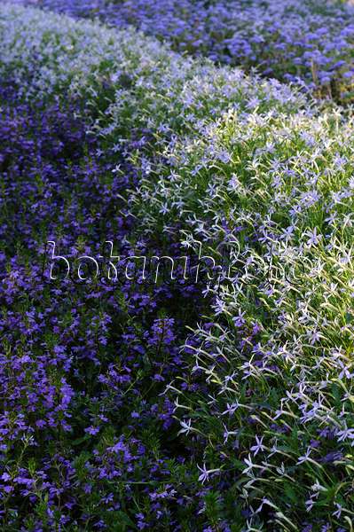 476244 - Laurentia axillaris 'Starshine Blue' syn. Isotoma axillaris 'Starshine Blue' and fairy fan-flower (Scaevola aemula)