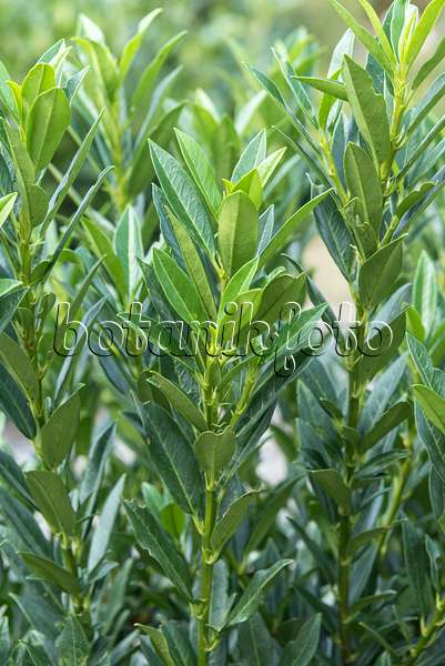 638206 - Laurier cerise (Prunus laurocerasus 'Gajo')