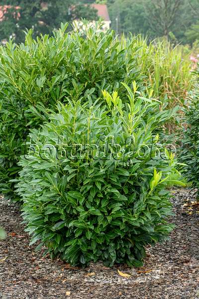 616294 - Laurier cerise (Prunus laurocerasus 'Greenpeace')