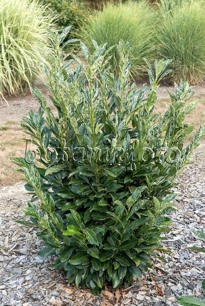 638207 - Laurier cerise (Prunus laurocerasus 'Ivory')