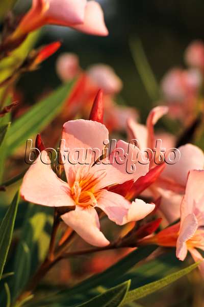 392077 - Laurier rose (Nerium oleander)