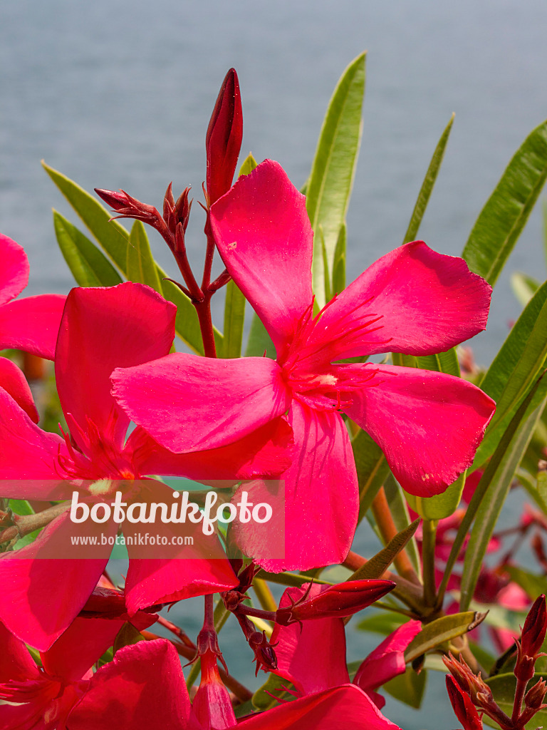 414083 - Laurier rose (Nerium oleander)