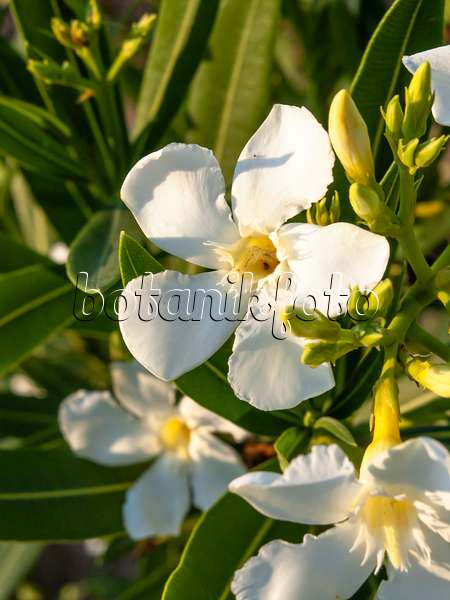462200 - Laurier rose (Nerium oleander)