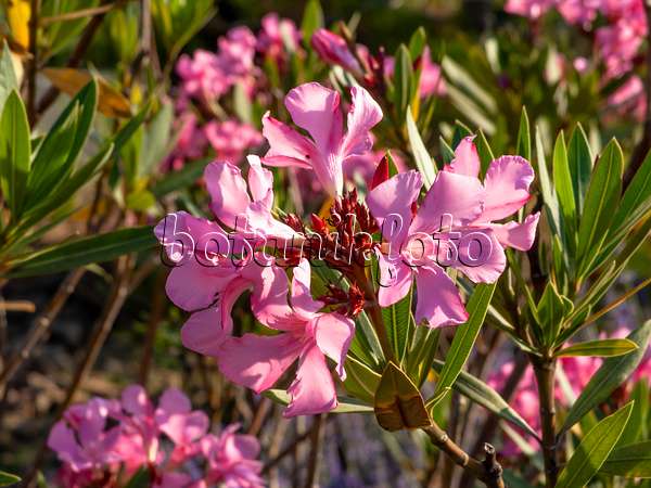 462208 - Laurier rose (Nerium oleander)