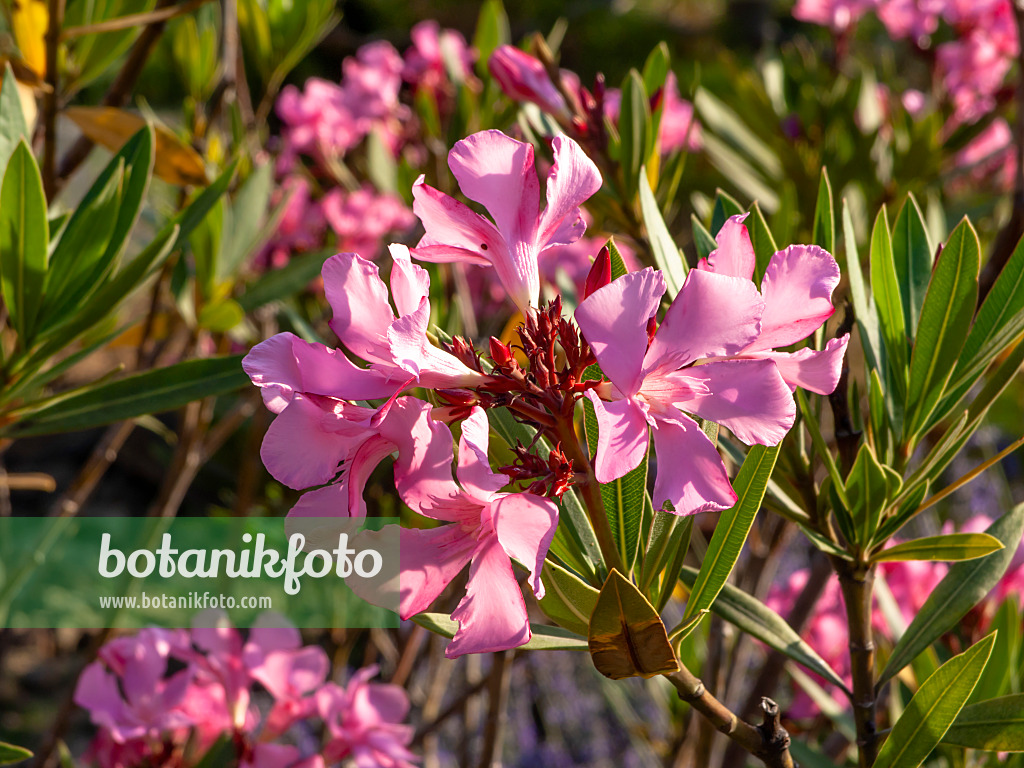 462208 - Laurier rose (Nerium oleander)