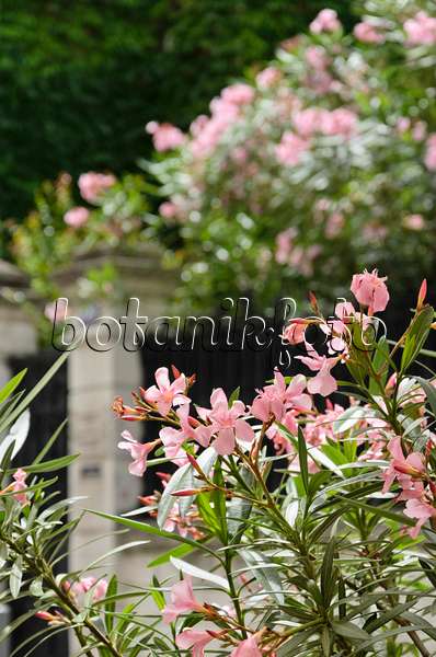 557210 - Laurier rose (Nerium oleander)