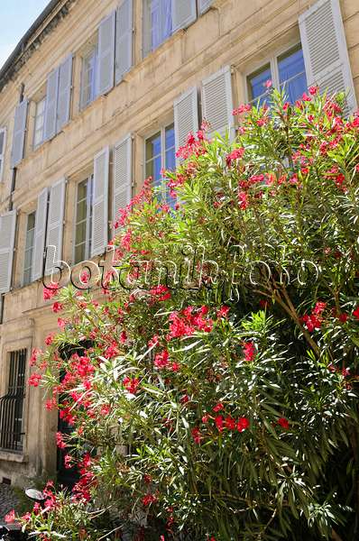 557213 - Laurier rose (Nerium oleander), Avignon, Provence, France