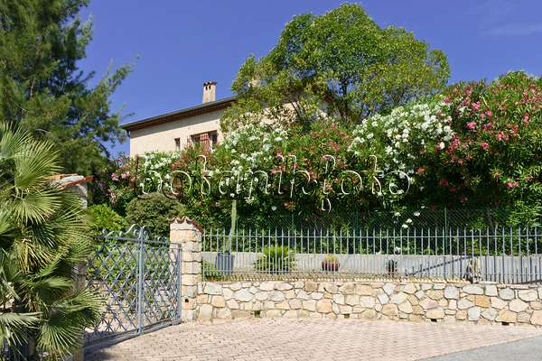 569110 - Laurier rose (Nerium oleander) devant une maison d'habitation, Mandelieu, France