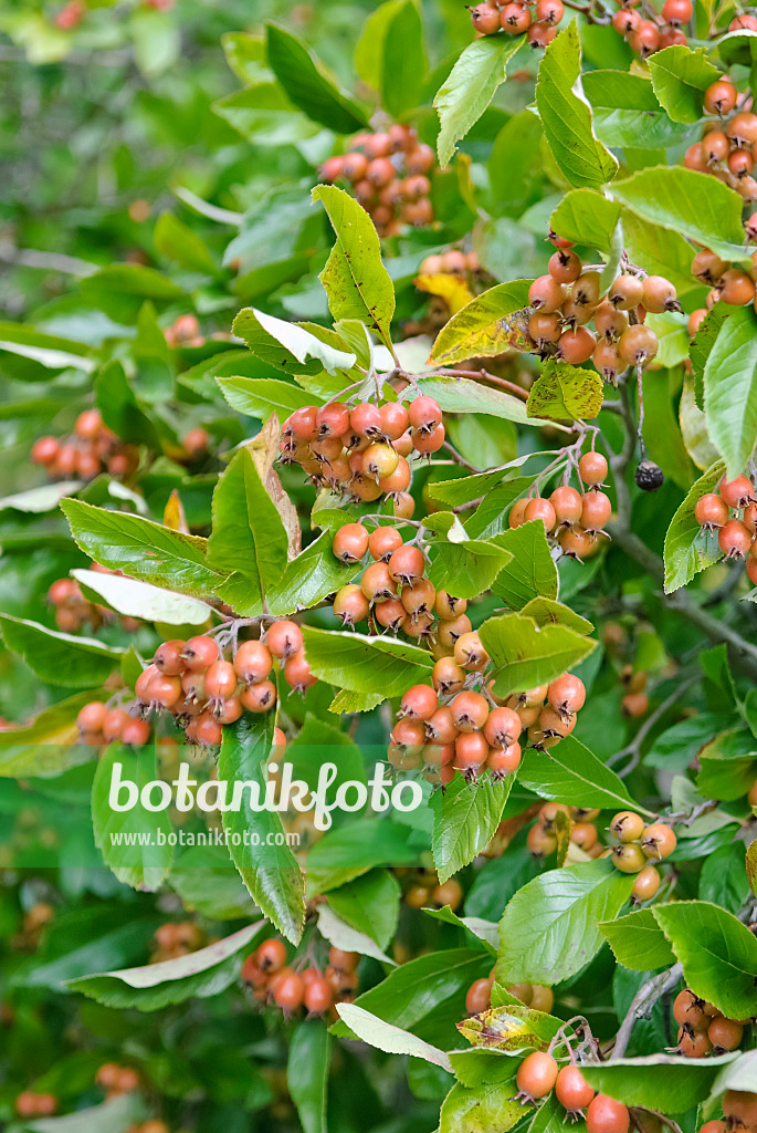 490053 - Lavalle hawthorn (Crataegus x lavallei 'Carrierei')