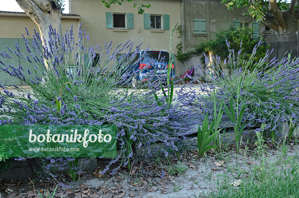 557260 - Lavande (Lavandula) devant une maison provençale, France