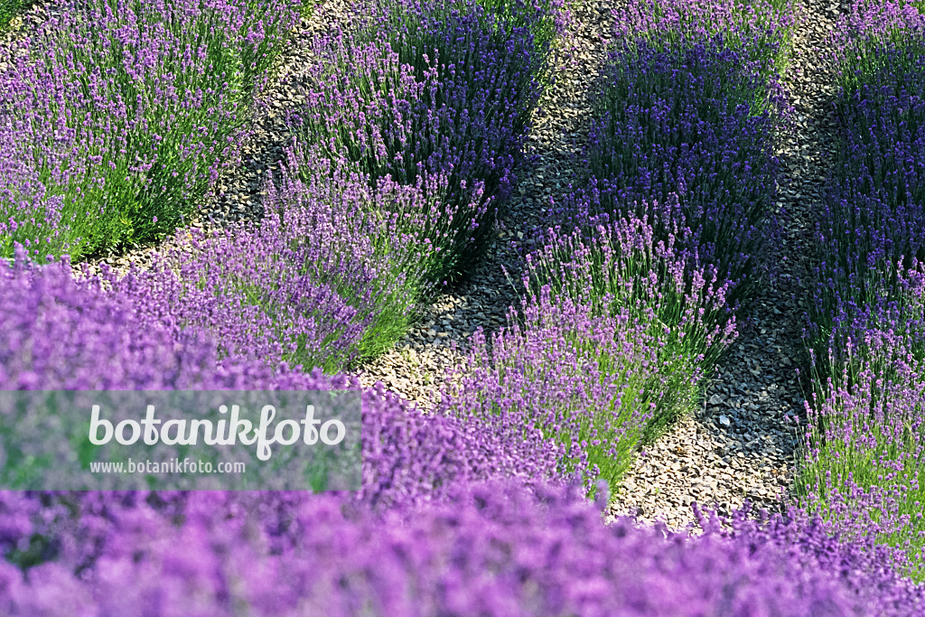 380002 - Lavande vrai (Lavandula angustifolia)