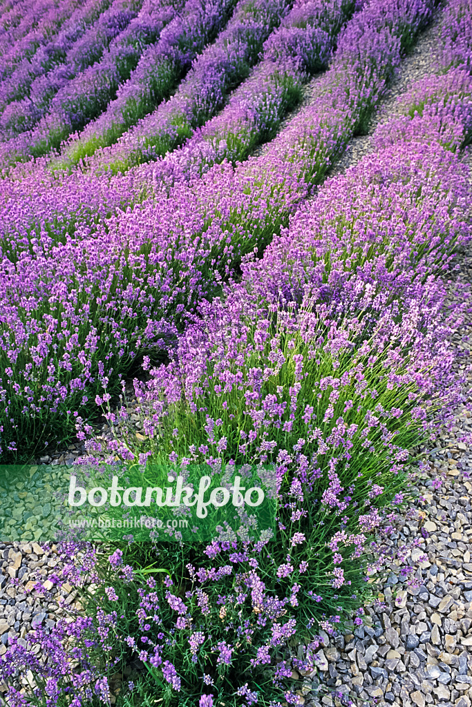 380028 - Lavande vrai (Lavandula angustifolia)