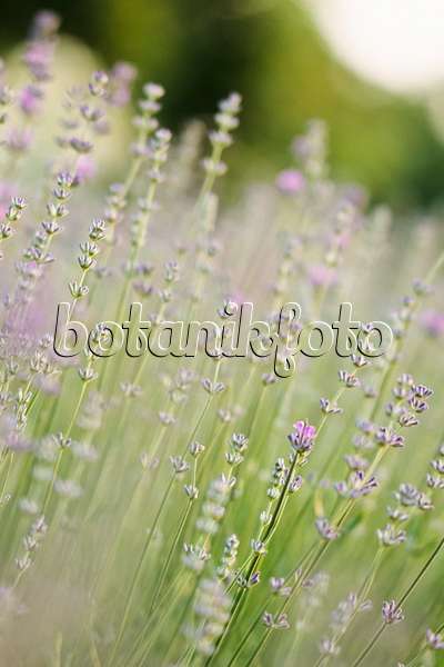 391045 - Lavande vrai (Lavandula angustifolia)