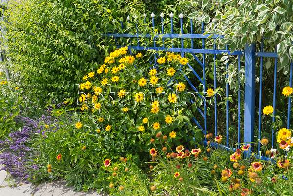 546038 - Lavande vrai (Lavandula angustifolia), héliopside (Heliopsis helianthoides) et gaillarde (Gaillardia aristata) sur une clôture de jardin bleue